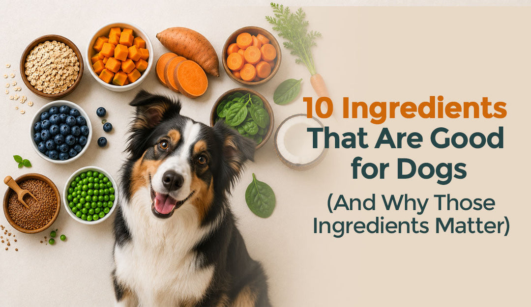 10 Ingredients That Are Good for Dogs (And Why Those Ingredients Matter)