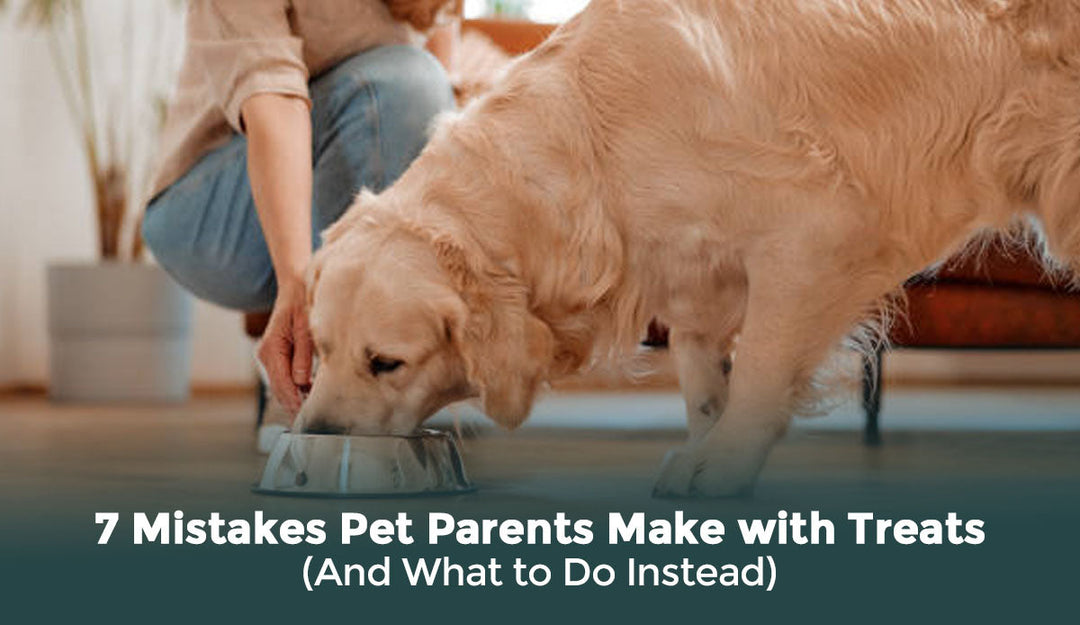 7 Mistakes Pet Parents Make with Treats (And What to Do Instead)