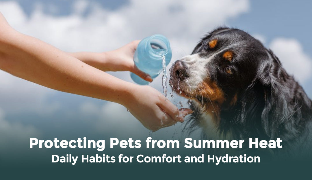 Protecting Pets from Summer Heat: Daily Habits for Comfort and Hydration