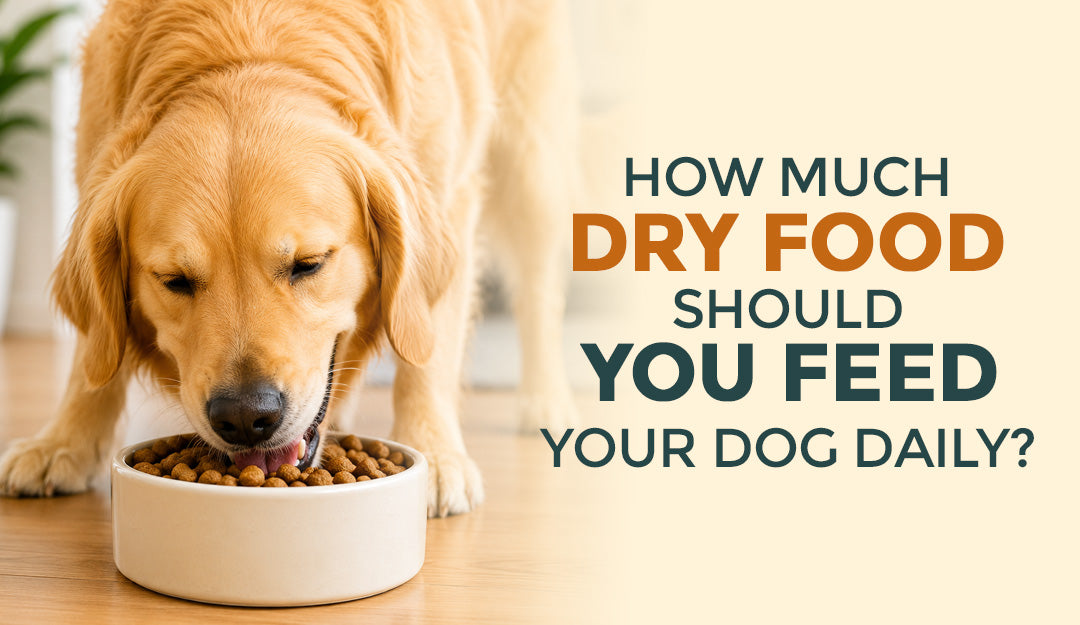 How Much Dry Food Should You Feed Your Dog Daily?