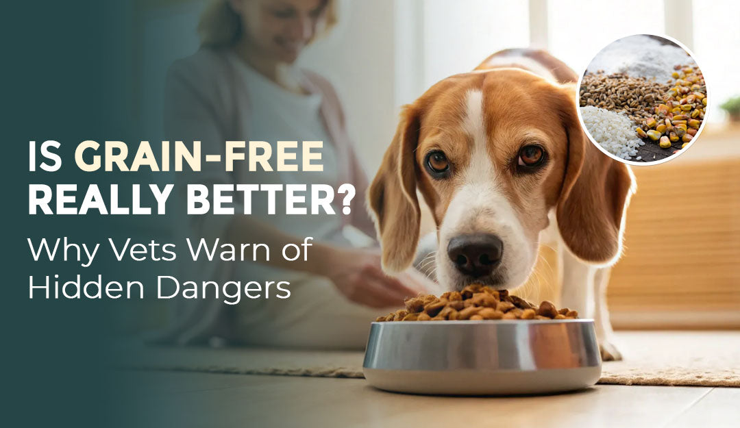 Is Grain-Free Really better ? Vet Insights You Shouldn’t Ignore