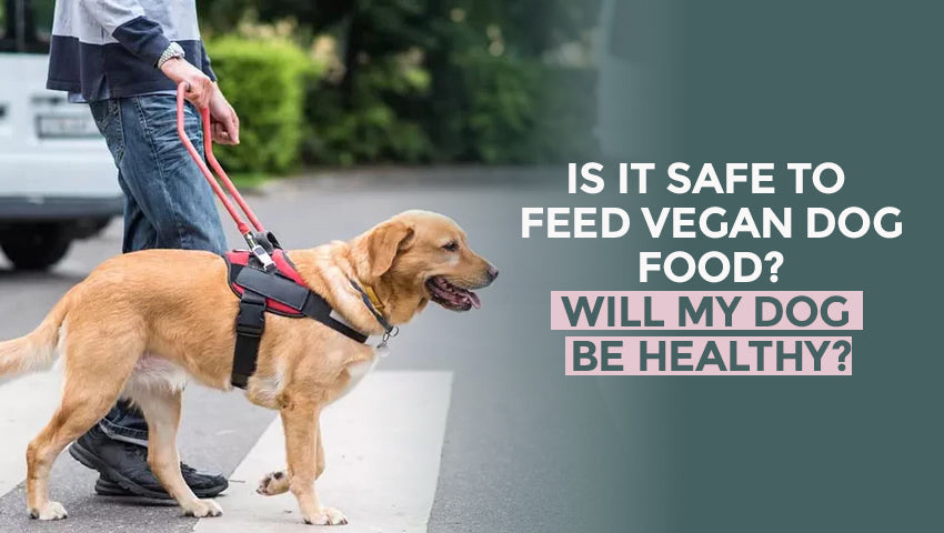 Is It Safe to Feed Vegan Dog Food? Will My Dog Be Healthy?