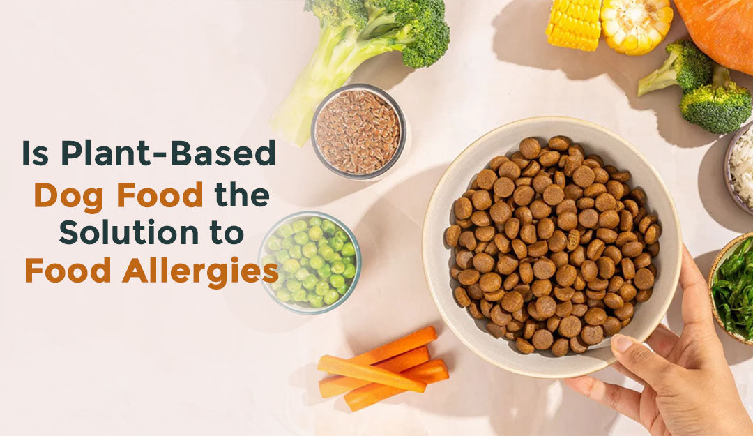 Is Plant-Based Dog Food the Solution to Food Allergies?