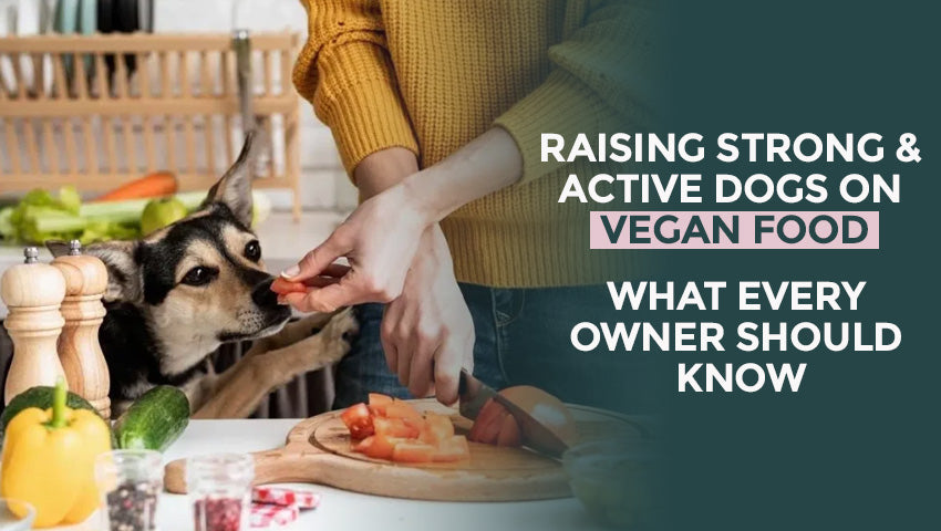 Raising Strong & Active Dogs on Vegan Food: What Every Owner Should Know