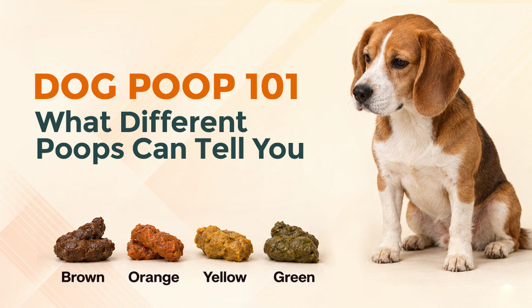 Dog Poop 101: What Different Poops Can Tell You
