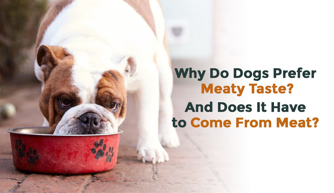 Why Do Dogs Prefer Meaty Taste? And Does It Have to Come From Meat?