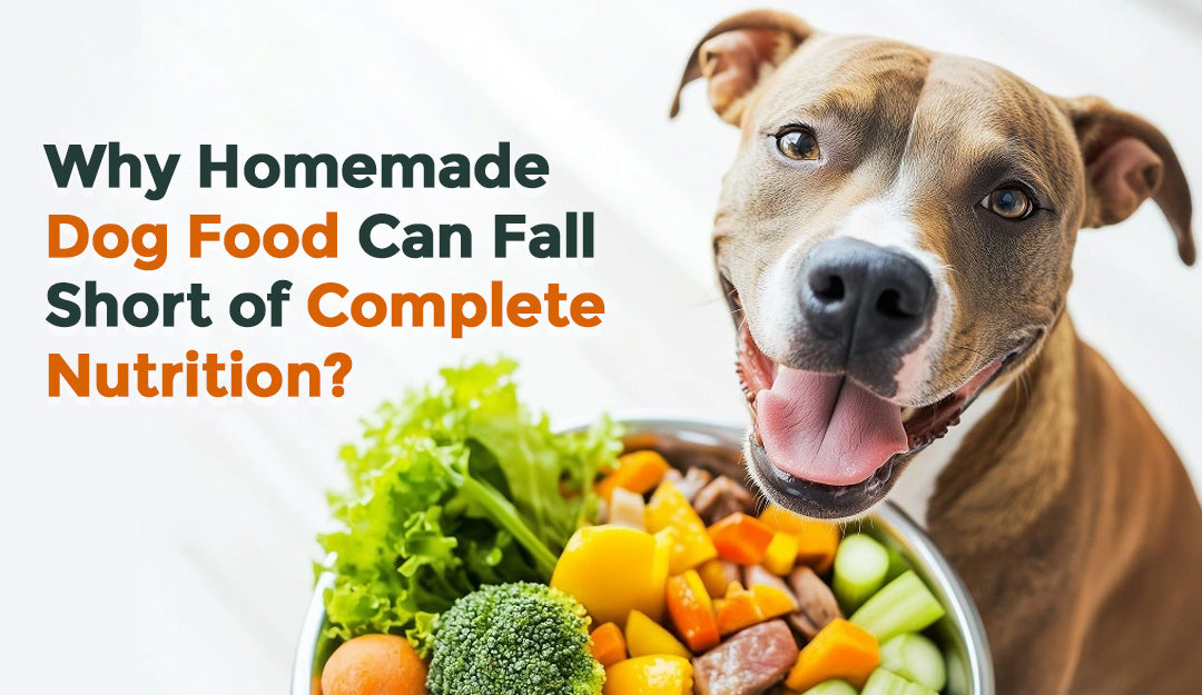 Why Homemade Dog Food Can Fall Short of Complete Nutrition