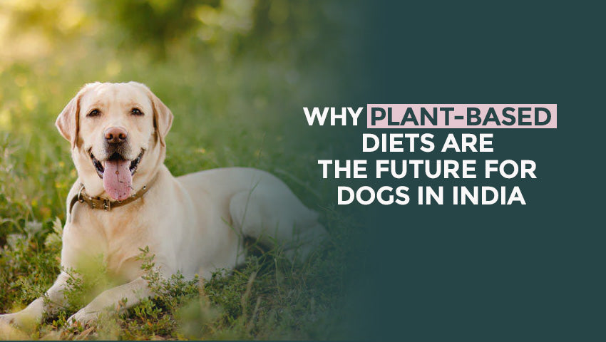 Why Plant-Based Diets Are the Future for Dogs in India