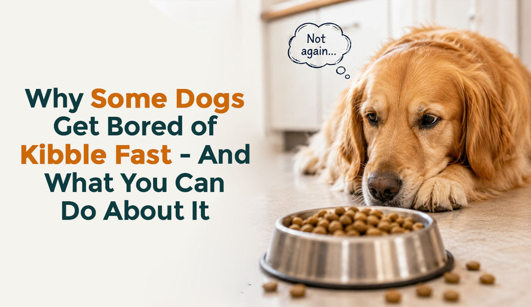 Why Some Dogs Get Bored of Kibble Fast — And What You Can Do About It